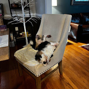 Meet your Posher, Preston